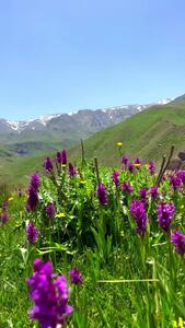  فیلم زیبایی دشت دریوک زیر آسمان البرز