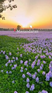  فیلم تالاب سنبل آبی مازندران / زیبایی خطرناک