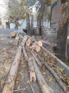  عکس/ چنار‌های تنومند باغ فردوس تهران قطع شدند