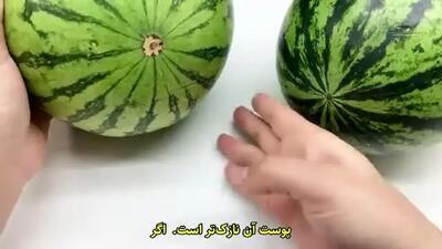  با یادگیری این ترفند دیگه هندونه سفید نمی خرید |  انتخاب هندوانه قرمز و شیرین برای شب یلدا