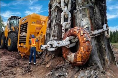  ابزارآلات غول پیکر؛ اپراتور بیل مکانیکی قل و زنجیرشو انداخت دور درخت از جا بکنه