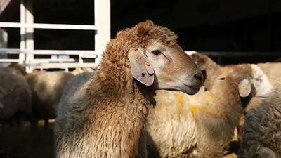  قیمت دام زنده امروز شنبه ۸ آذر 1404/ نرخ گوسفند و گوساله بالا رفت