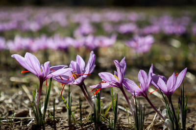  ۴۹ کیلوگرم زعفران از مزارع شهرستان زاهدان برداشت شد