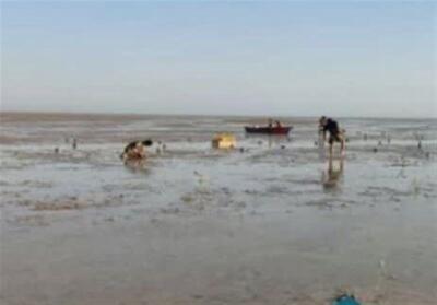  طرح  جنگل‌کاری سواحل شهرستان دیر با درختان حرا در سطح 150 هکتار آغاز شد - تسنیم