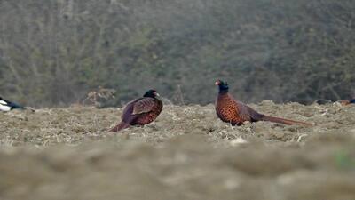  سرشماری پاییزه نماد حیات وحش اردبیل در زیستگاه‌های شمالی استان