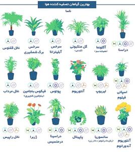 بهترین گیاهان برای تصفیه هوای خانه و اداره از نگاه ناسا