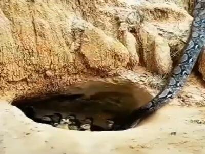  به قیمت جانش، فرزندانش را نجات داد