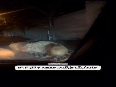  مشاهده گله گراز در جاده کنگ طرقبه