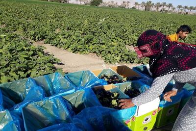  بهبود قیمت محصول بادمجان در هرمزگان