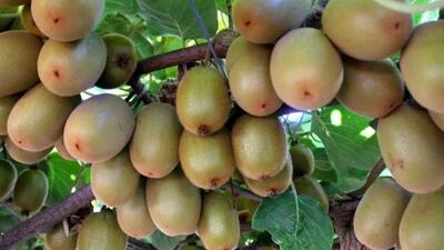  رشد ۲۰ درصدی تجارت کشاورزی روسیه و ایران از ابتدای سال جاری میلادی