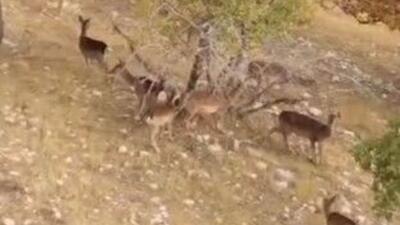  خودنمایی گوزن‌های زرد ایلام در قلب کوه‌های زاگرس