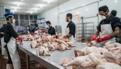  چرا مرغ گران است؟