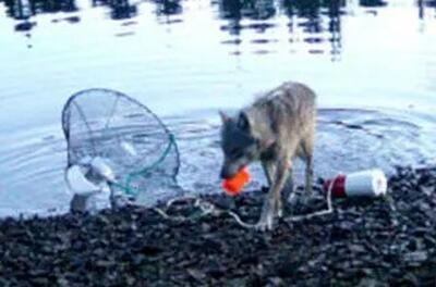  هوش عجیب یک گرگ که جهان را به حیرت انداخت