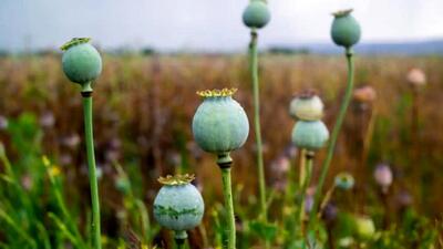  مصرف‌کنندگان تریاک هم یارانه سنگین می‌گیرند!