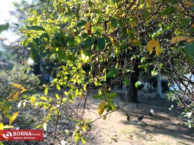  پایداری نسبی هوای گیلان