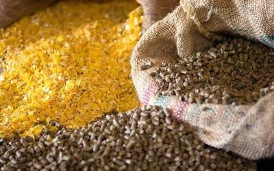  کشف ۱۶ تن نهاده دامی قاچاق در سنقروکلیایی/ دو متهم روانه دستگاه قضایی شدند