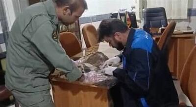  آغاز درمان عقاب مهاجر مجهز به ردیاب الکترونیک در ایذه + عکس