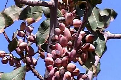  «آبین» قرارداد فروش ۲۰ تن پسته اکبری را ثبت کرد