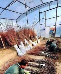  پالیز نهال رکورد زد : دو میلیون نهال پیوندی آماده تحویل