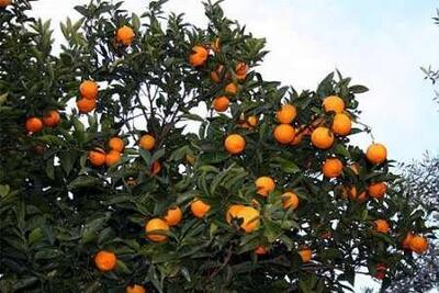  دعوای مسئولان بالا گرفت، مرکباتی که در رنگ‌های صنعتی غلت می‌خورند