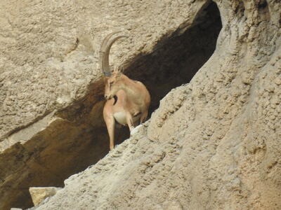  افزایش ۱۰ درصدی جمعیت حیات وحش خائیز باوجود خشکسالی