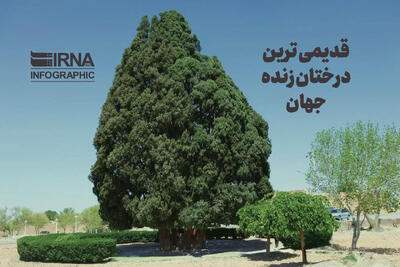  قدیمی ترین درختان زنده جهان