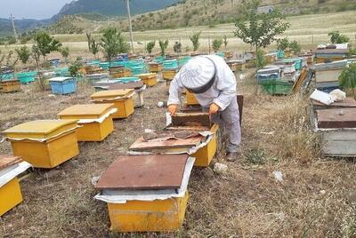  تهدبد رنبورداری در پی بروز خشکسالی و وجود داروی تقلبی