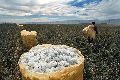  کشاورزی ایران به دلیل شرایط اقلیمی با ریسک مواجه شده است
