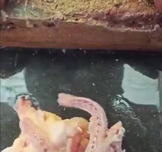  یک آموزش کاربردی؛ طریقه برش زدن حرفه‌ای مرغ کامل