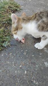  غذا خوردن گربه نر