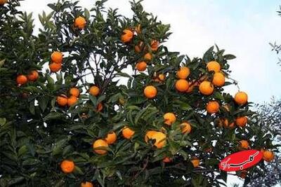  دعوای مسئولان بالا گرفت/ مرکباتی که در رنگ‌های صنعتی غلت می‌خورند - کلبه سرگرمی