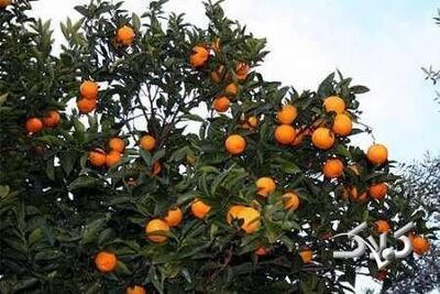  دعوای مسئولان بالا گرفت/ مرکباتی که در رنگ‌های صنعتی غلت می‌خورند - مجله اینترنتی کولاک