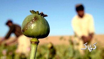  سقوط تولید افغانستان؛ زلزله‌ای در بازار منطقه‌ای تریاک/ هزینه واردات؛ ۸۰ همت برای تأمین نیاز سالانه - مجله اینترنتی کولاک