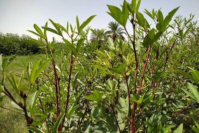  کردی: ۲۸ تُن چای ترش از مزارع شهرستان تفتان برداشت شد
