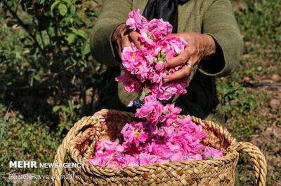  ثبت ملی جشنواره گلاب‌گیری بانه؛دهمین رویداد گردشگری کردستان رسمیت یافت