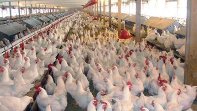  گزارش «آسیب‌شناسی و تحلیل تولید، تجارت و عرضه گوشت مرغ از سال 1375 تا 1400 با نگاهی به لاین آرین»