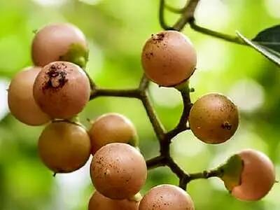  با این میوه خاص  گلودرد را  فراموش کنید