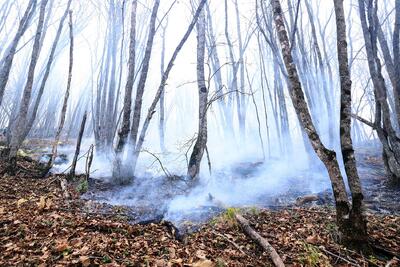  خطرات دود آتش‌سوزی‌های جنگلی برای پرندگان