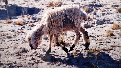 خشکسالی سیستان و بلوچستان حتی بر سلامت دام ها نیز اثر دارد! / عکاس سابق روزنامه ایران از تصاویر 25 سال پیش سخن می گوید + فیلم