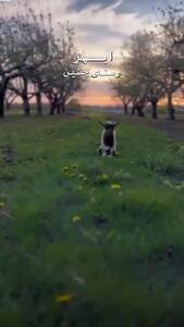  فیلم طبیعت سرسبز روستای چشین ابهر