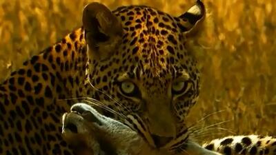  فیلم شکار دیدنی بچه ایمپالا توسط پلنگ