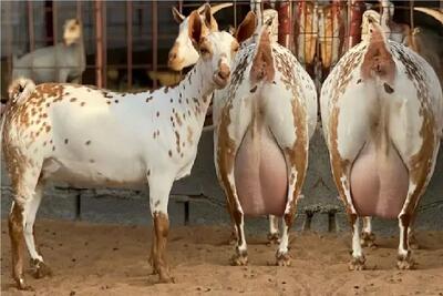  بز باورنکردنی؛ بزبز قندی به قدری شیر داره انگار دوقلو حامله اس