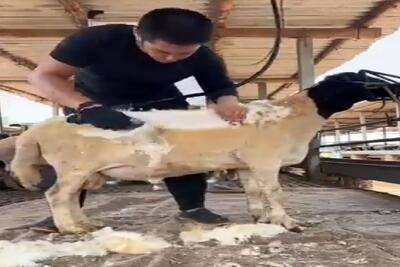  دامداری نوین؛ اصلاح گوسفند رو انقد با دقت و وسواس انجام میده انگار شاه جلوشه
