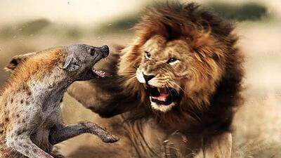  نجات حیات وحش/شیر مادر برای نجات جون بچش اونو به دست انسان ها میسپاره/خودش فدا میشه