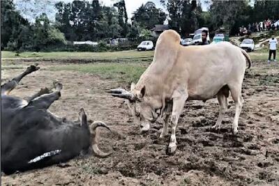  حیات وحش بی رحم؛ گاوهای غول میندازن دعوا خودشون بشینن تماشا