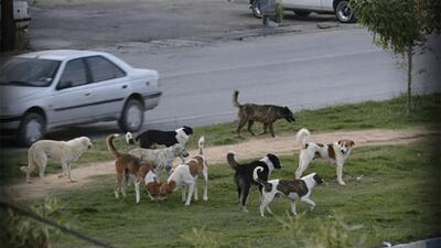  تصادفی عجیب در تهران/ یک قلاده سگ، عامل تصادف مرگبار و فوت عابر پیاده در بزرگراه لشگری شد