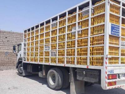  توقیف دو محموله مرغ زنده بدون مجوز در سبزوار