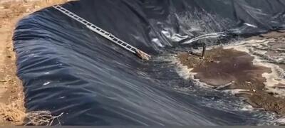  رهایی دو روباه گرفتار در استخر