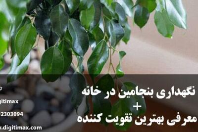  نگهداری بنجامین در خانه + معرفی بهترین تقویت کننده