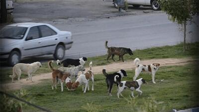  تصادفی عجیب در تهران؛ وحشت از سگ جان عابر را گرفت